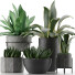 Plantes en pot Collection 15 - rodolfoboscan911