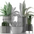 Plantes en pot Collection 15 - rodolfoboscan911