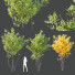 Drzewa HQ Plants Acer X freemanii Freeman Maple Sapindaceae Autumn Blaze - Pandora-land