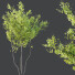 Drzewa HQ Plants Acer X freemanii Freeman Maple Sapindaceae Autumn Blaze - Pandora-land