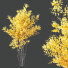 Drzewa HQ Plants Acer X freemanii Freeman Maple Sapindaceae Autumn Blaze - Pandora-land