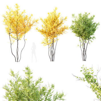 Drzewa  HQ Plants Acer X freemanii Freeman Maple Sapindaceae Autumn Blaze Model 3D