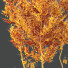 Drzewa HQ Plants Acer X freemanii Freeman Maple Sapindaceae Autumn Blaze - Pandora-land