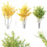 Drzewa HQ Plants Acer X freemanii Freeman Maple Sapindaceae Autumn Blaze - Pandora-land