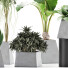Plantes en pot Ensemble 42 - rodolfoboscan911