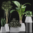 Plantes en pot Ensemble 42 - rodolfoboscan911