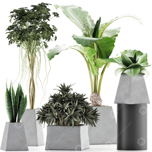 Plantes en pot Ensemble 42 modèle 3D