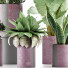 Plantes en pot Ensemble 41 - rodolfoboscan911