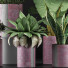 Plantes en pot Ensemble 41 - rodolfoboscan911
