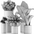 Plantes en pot Ensemble 41 - rodolfoboscan911