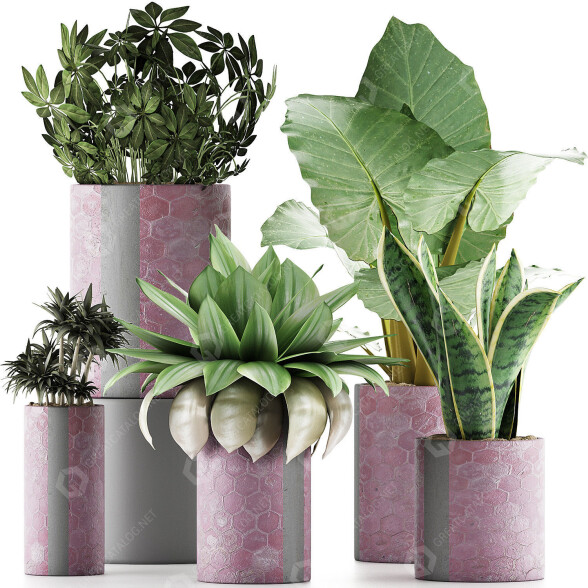Plantes en pot Ensemble 41 modèle 3D