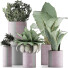 Plantes en pot Ensemble 41 - rodolfoboscan911