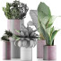 Plantes en pot Ensemble 41 - rodolfoboscan911