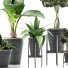 Plantes en pot Ensemble 40 - rodolfoboscan911