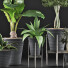 Plantes en pot Ensemble 40 - rodolfoboscan911
