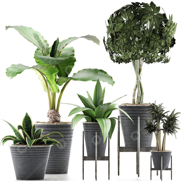 Plantes en pot Ensemble 40 modèle 3D