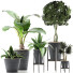 Plantes en pot Ensemble 40 - rodolfoboscan911