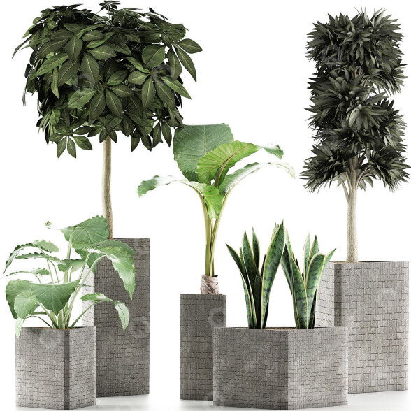Plantes en pot Ensemble 39 modèle 3D