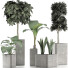 Plantes en pot Ensemble 39 - rodolfoboscan911