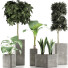 Plantes en pot Ensemble 39 - rodolfoboscan911