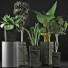 Plantes en pot Ensemble 38 - rodolfoboscan911