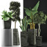 Plantes en pot Ensemble 38 - rodolfoboscan911