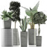 Plantes en pot Ensemble 38 - rodolfoboscan911
