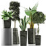Plantes en pot Ensemble 38 - rodolfoboscan911