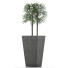 Plante en pot Simple 08 - rodolfoboscan911