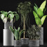 Potted Plants Collection 36 - rodolfoboscan911
