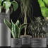Potted Plants Collection 36 - rodolfoboscan911