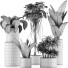 Potted Plants Collection 36 - rodolfoboscan911