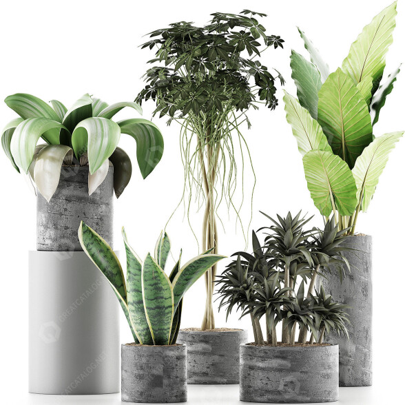 Potted Plants Collection 36 3D model