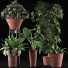Plantes en pot Ensemble 35 - rodolfoboscan911