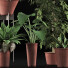 Plantes en pot Ensemble 35 - rodolfoboscan911