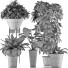 Plantes en pot Ensemble 35 - rodolfoboscan911