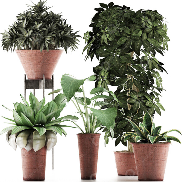 Plantes en pot Ensemble 35 modèle 3D