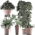 Plantes en pot Ensemble 35 - rodolfoboscan911
