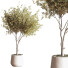 Plantes en pot Ensemble intérieur 054 - nasrinrad