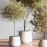 Plantes en pot Ensemble intérieur 054 - nasrinrad