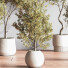 Plantes en pot Ensemble intérieur 054 - nasrinrad