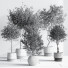 Plantes en pot Ensemble intérieur 054 - nasrinrad