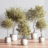 Plantes en pot Ensemble intérieur 054 - nasrinrad