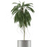 Plante en pot Simple 18 - rodolfoboscan911