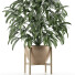 Potted Plant Single 17 - rodolfoboscan911