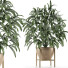 Potted Plant Single 17 - rodolfoboscan911
