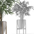 Plante en pot Simple 16 - rodolfoboscan911