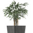 Plante en pot Simple 09 - rodolfoboscan911