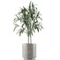 Plante en pot Simple 06 - rodolfoboscan911