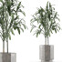 Plante en pot Simple 06 - rodolfoboscan911